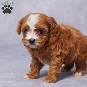 Emma, Cavapoo Puppy